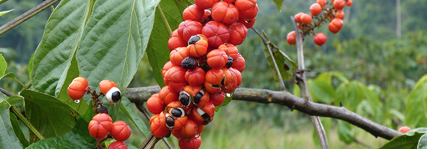 O brasileiríssimo guaraná: um ingrediente cheio de energia