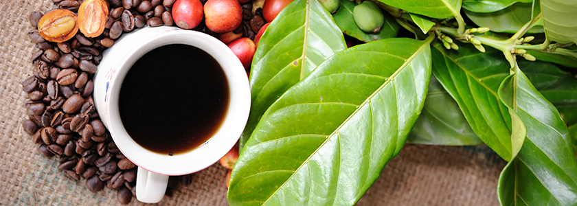Os ingredientes funcionais do café