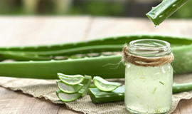 Aloe vera volta ao mercado como ingrediente para múltiplos usos