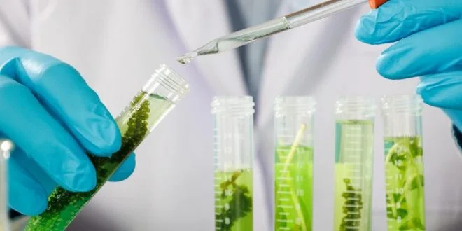 Novas fontes de ingredientes proteicos