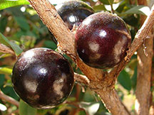 Além de nutritiva, casca da jabuticaba é aliada contra obesidade e síndrome metabólica