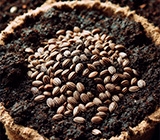 MISTA Growth Hack 2024 destaca o tema da Fermentação de Biomassa