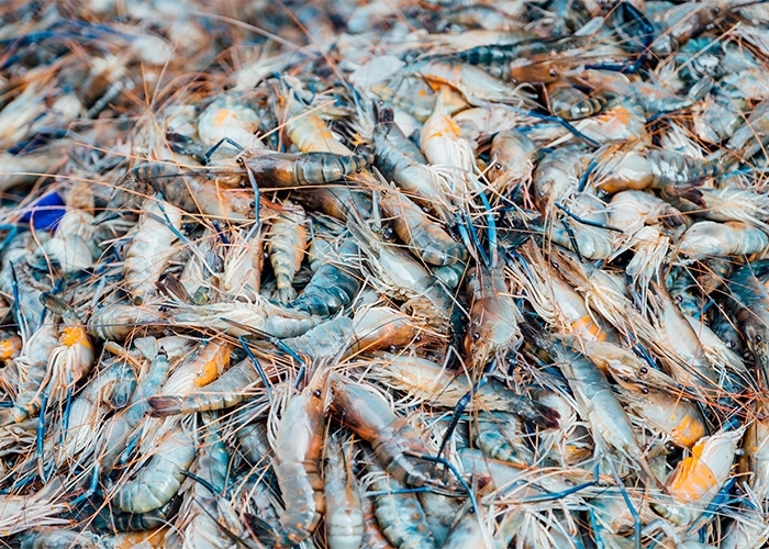 ADM apresenta inovações para o cultivo de camarões na FENACAM