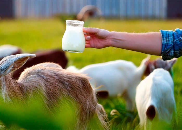 Danone conquista Prêmio ECO 2024 com Programa de Agricultura Regenerativa