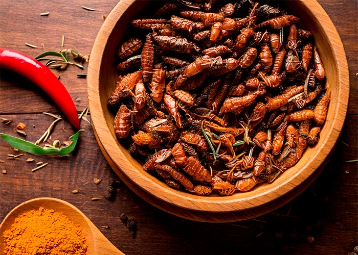 Insetos como fonte alimentar sustentável: o futuro da nutrição sustentável