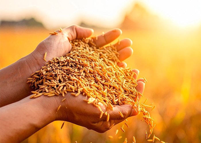 Cargill investe R$ 1,7 bilhão no Brasil em 2024 e já soma mais de R$ 8 bilhões em cinco anos