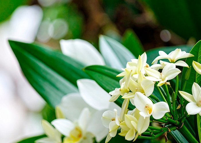 Givaudan lança EXTRATOS DE BAUNILHA CERTIFICADOS Rainforest Alliance para o mercado europeu