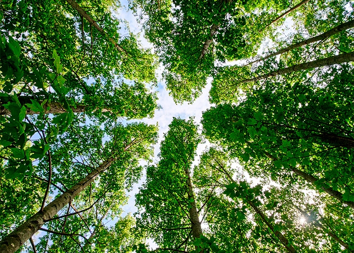 Nestlé deixa ALIANÇA GLOBAL DE METANO e adota estratégia própria