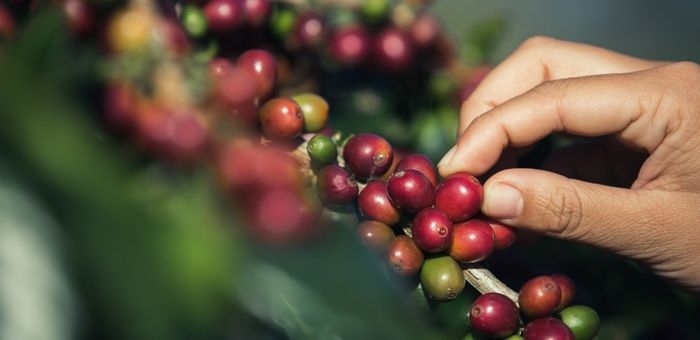 SUSTENTABILIDADE NO CAFÉ: ofi reporta redução de 18% nas emissões e avança em agricultura regenerativa rumo a 2030