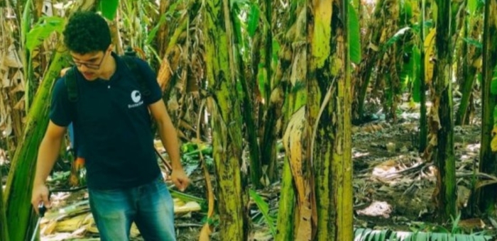 Bioinsumo à base de microalgas pode reduzir a dependência de fertilizantes agrícolas