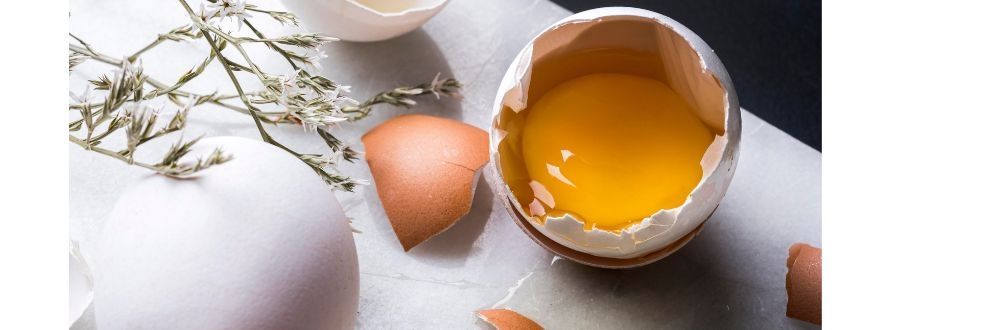 Onego Bio e Sigma Foods firmam parceria para inovação em PROTEÍNA DE OVO não animal