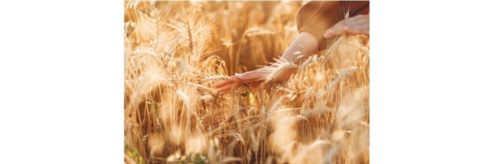 General Mills, ADM e Walmart firmam parceria para agricultura regenerativa no trigo